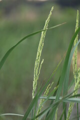 ears of wheat in the wind