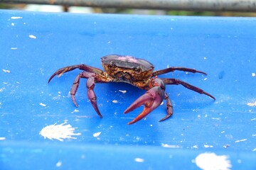 crab on blue