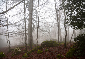 country scene with trees and fog