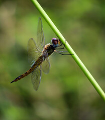 dragonfly on a leaf