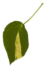 Monstera plant leaves, the tropical evergreen vine isolated