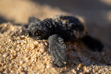 Hawksbill turtle finding sun, Hawksbill turtle warming up in the sun