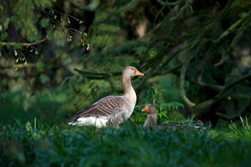 Wild geese on a grass lawn
