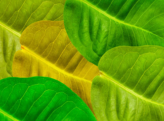fresh guava leaf background with coarse fiber and multicolored texture