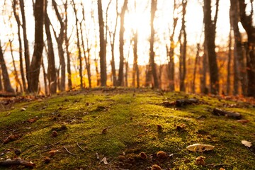City park with fallen autumn leaves. Autumn background.