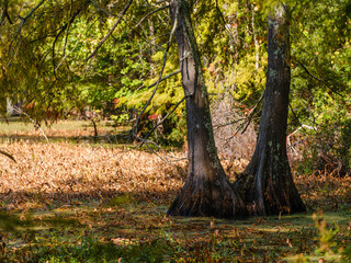 Trees in a Bayou Swamp in southern Texas.