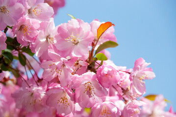 pink cherry blossom