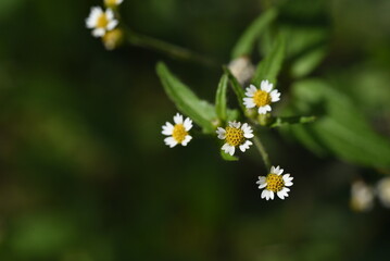Shaggy soldier ( Galinsoga quadriradiata ) flowers.
Asteraceae annual plants.From June to November...