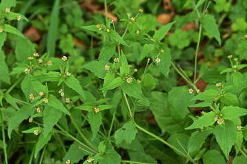 Shaggy soldier ( Galinsoga quadriradiata ) flowers.
Asteraceae annual plants.From June to November...