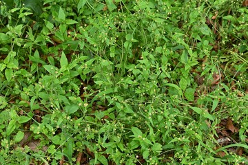 Shaggy soldier ( Galinsoga quadriradiata ) flowers.
Asteraceae annual plants.From June to November Five-petaled white ray flowers with yellow tubular flowers inside.