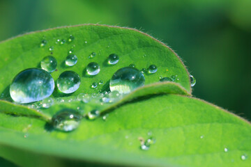 dew on leaf