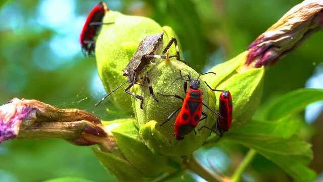 The firebug (Pyrrhocoris apterus), insects suck juices from mallow fruit