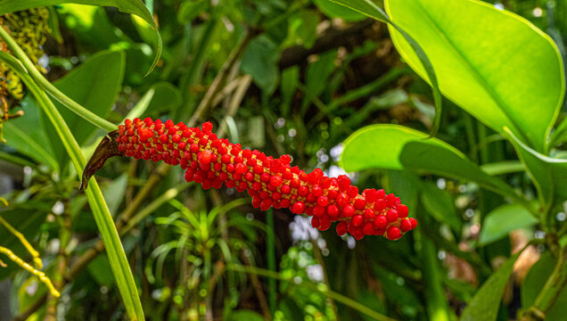 Anthurium gracile or Red Pearls Anthurium (Family: Araceae) native to the American tropics