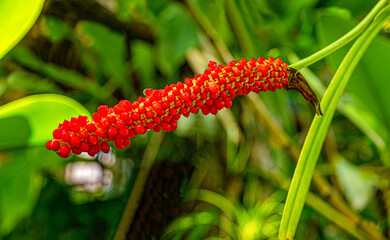 Anthurium gracile or Red Pearls Anthurium (Family: Araceae) native to the American tropics