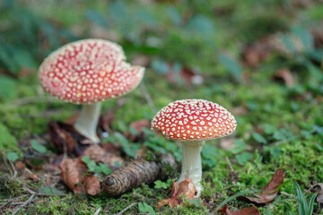 Fly agarics (Amanita muscaria) on natural forest floor.