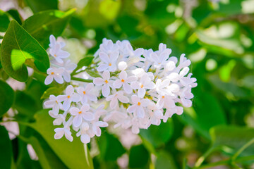 Lilac branch bloom in garden. Bright blooms of spring lilacs bush. Spring lilac flowers close-up on blurred background.