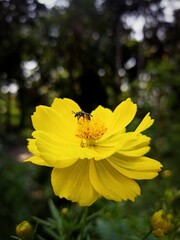 bee on yellow flower