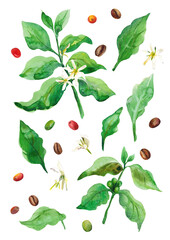 Watercolor illustration. A set of elements on a white background. Coffee beans . Branches . Leaves. Flowers.