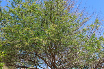 tree branch on blue sky background