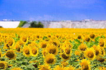 Obraz premium ひまわり畑