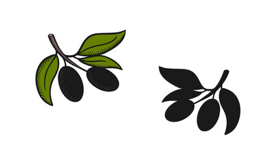 Black olive branch with leaves. Vector.