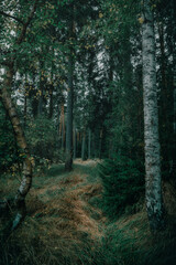 Fototapeta premium dunkler und gruseliger Hexenwald zu Halloween (Moody)