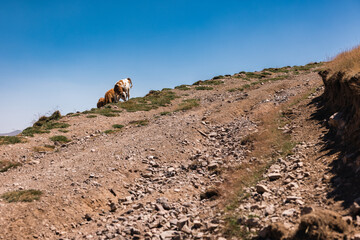 cows on a hill road