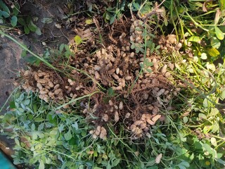 Fresh peanuts plants with roots, Peanut plantation fields with tree bush
