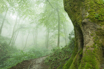 Path in the forest with fog. Beech trees. Old. Big. 