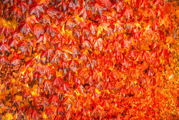 Full frame of fall season creeping foliage Fall season background - 540038281