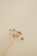 Dried paint sprayed plant on pastel beige background