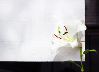 White lily on white wooden background