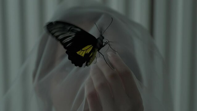 Butterfly sits on the hand of a beautiful girl and flaps its wings