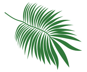 palm leaf isolated on white