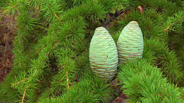 A cone of Lebanese cedar (Cedrus libani) on a background of green needles
