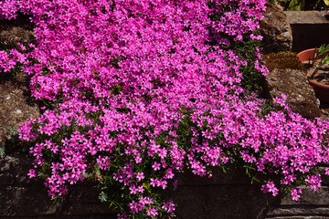 Carpet of flowers. Hundreds of small pink flowers. Spring in the garden.