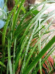 grass with dew drops
