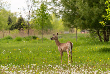 Naklejka na ściany i meble Deer In the Meadow In spring