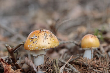 Golden orange variation of a fly agaric (Amanita muscaria).