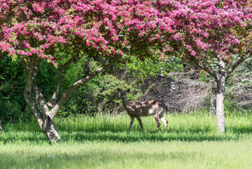 Deer Under A Red Crabapple Tree In Spring
