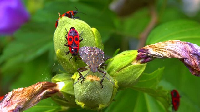 The firebug (Pyrrhocoris apterus), insects suck juices from mallow fruit