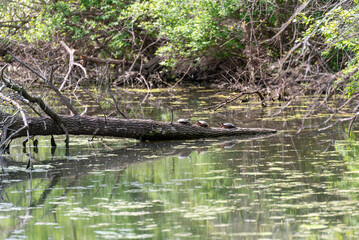 Painted Turtles On A Fallen Tree Branch In The Pond In Spring