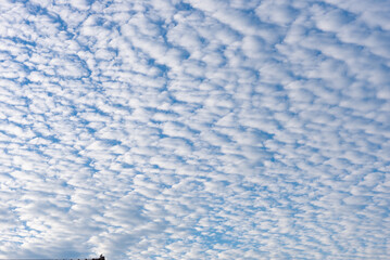 秋のうろこ雲