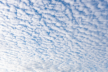 Fototapeta premium 秋のうろこ雲