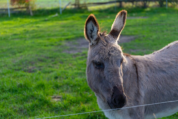 Naklejka na ściany i meble Grey donkey in a small pasture