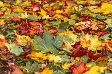 Naklejka na ściany i meble Colorful autumn leaveson the ground texture - autumn photo background