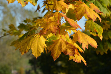 Bunte Ahornblätter hängen am Baum