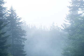 A very misty and foggy day, with near zero visibility through the evergreen  high altitude, mountain conifer forest, the smoke leaving behind a wet dew on the pine tree needles