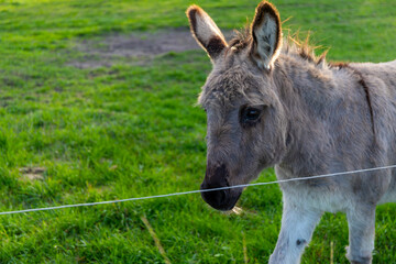 Grey donkey in a small pasture
