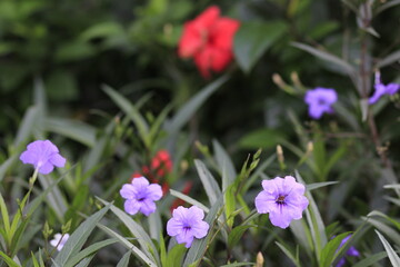Obraz premium flowers in the garden